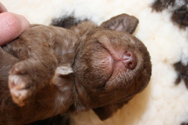 2011-05-15 Puppies Candy & Svet (11).jpg